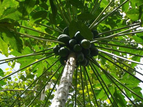 Image of Papaya tree with fruit