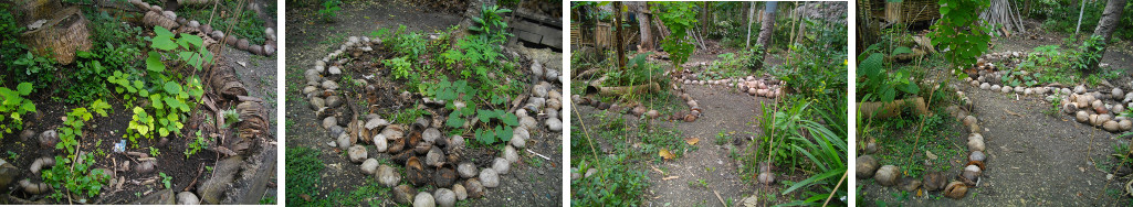 Images of tropical garden patches after improvement