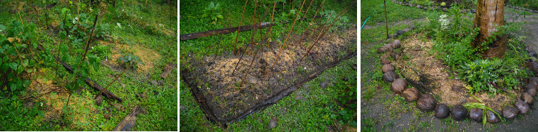 Images of tropical garden patches with rice husks used
        as mulch material