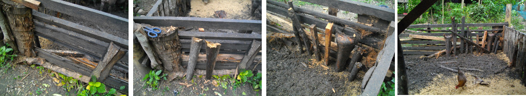 Images of emergency repair to piglet pen -after they eat
        a hole in the fence