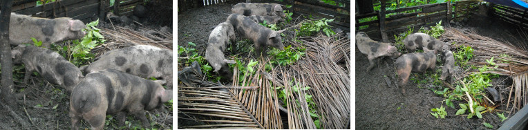 Images of Piglets foraging in pen