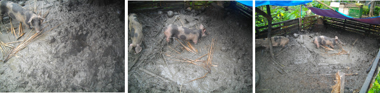 Images of Piglets in Muddy Pig Pens