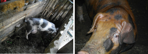 Images of two pigs with hernia -but surviving ok