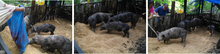 Images of Piglets enjoying new rice hull bedding