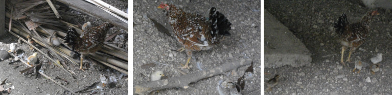 Images of Mother Hen with Chicks
