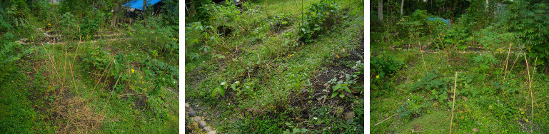IMages of garden patches waiting for
        renovation
