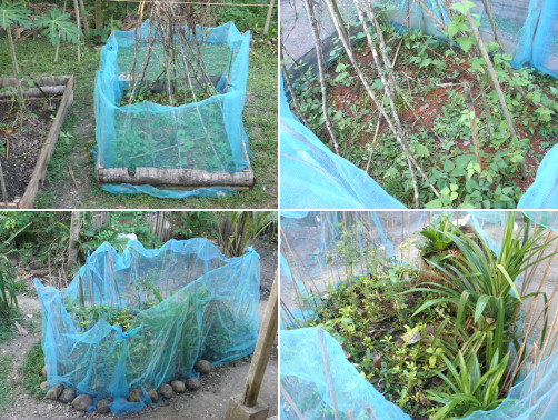 Images of garden patches protected
            by netting against chickens