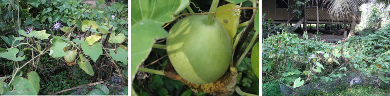 Images of condol (winter gourd) growing in Vine
            patch