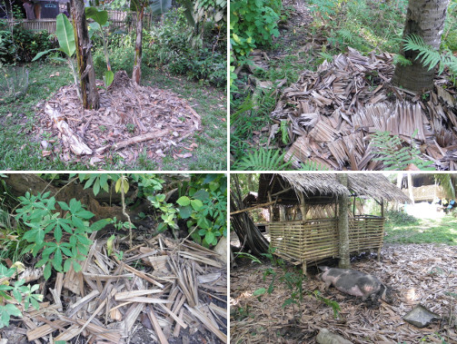 Images of old nipa from roof used as compost in various
        parts of the garden -including a bed for the pig