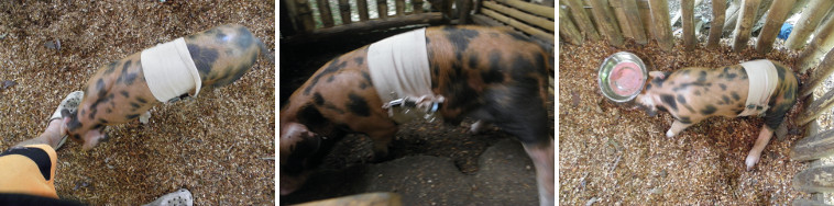 Images of piglet one day after
        umbilical hernia operation