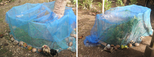 Images of anti-chicken netting over
        plants