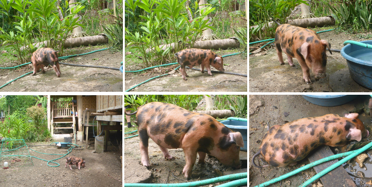 Images of pig exploring garden