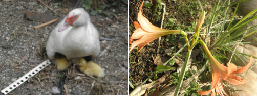 Images of duck with ducklings and
        flower