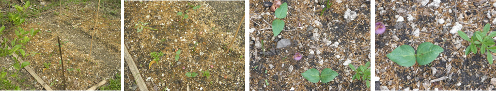 Images of new shoots in garden patch