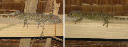 Images of two different tukos on a
        house beam at night
