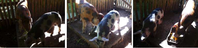 Images of neighbouring pigs finally united