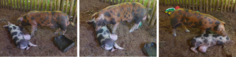 Images of neighbouring pigs (both with umbilical
        hernias) finally united