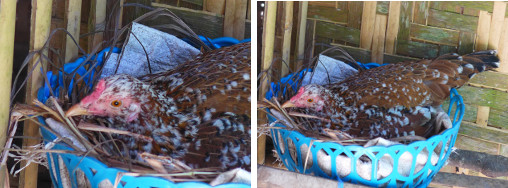 Images of Hen sitting on nest