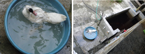 Images of duck taking a bath