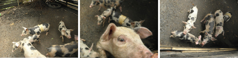 Images of piglets together in a pen -one has a taped up
        stomach because of hernia