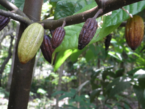 Images of coacoa pods growing on tree