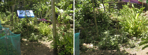 Images of tropical garden area under development