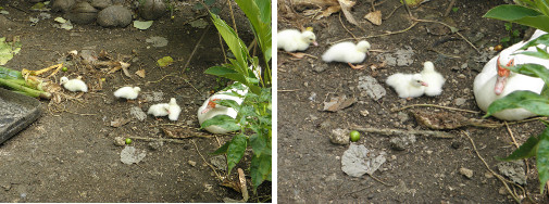 Ijmages of young (muscovy) ducklings