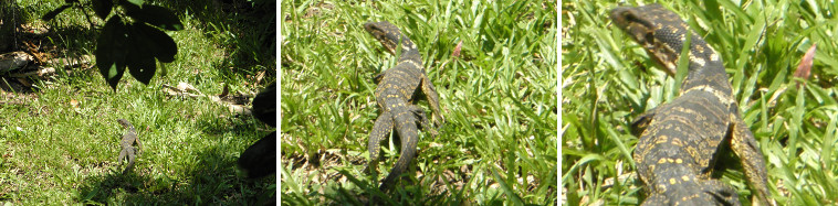 Images of Monitor Lizard in tropical
        garden