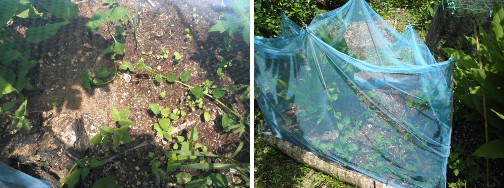 Images of garden seedlings protected from chickens by
        mosquito net