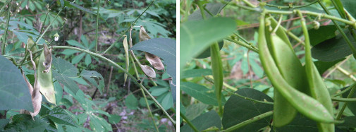 IMages of Lima beans growing in tropical garden