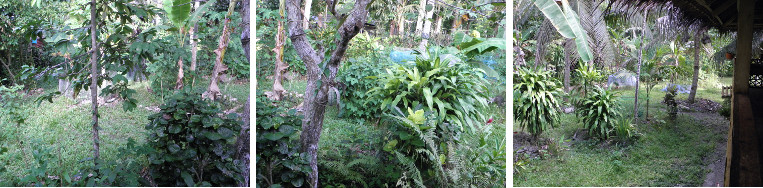 Images of tropical garden panorama