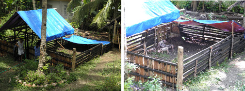Images of tropical pig pen -with tarpauline to give
        shade and protect from rain