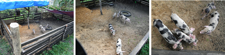 Images of piglets in tropical garden pen