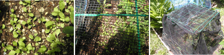 Images of garden seedlings protected from chickens