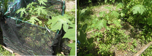 Images of scratching pen, intended to
        keep away chickens, before and after removal from plant patch