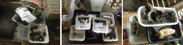 Images of collected seeds