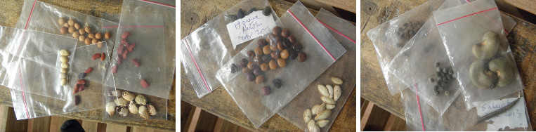 Images of collected seeds selected
          for planting
