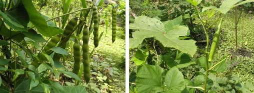 Images of sinkemas seeds and okra pod
