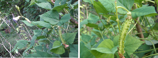 Images of winged beans growing in tropical garden