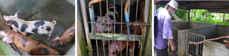 Images of piglets in a small concrete pen