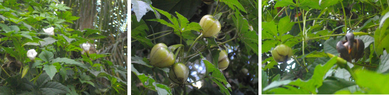 Images of Cobra vine