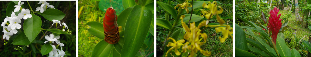 Images of February flowers in tropical garden