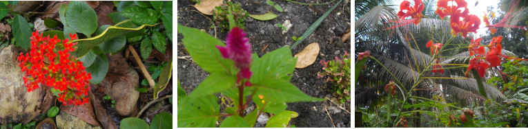 Images of february flowers blooming in tropical
          garden