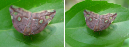 Images of tropical moth with transparent ig patches