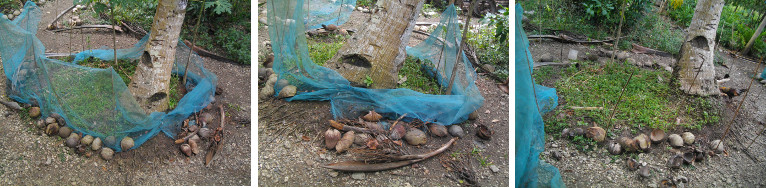 Images of compost patch being remodeled