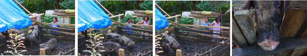 Images of pig pen fence being raised to prevent
            escape