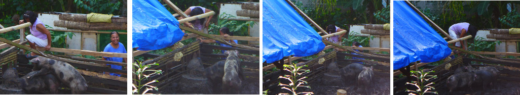 Images of pig pen fence being improved to prevent
          escape