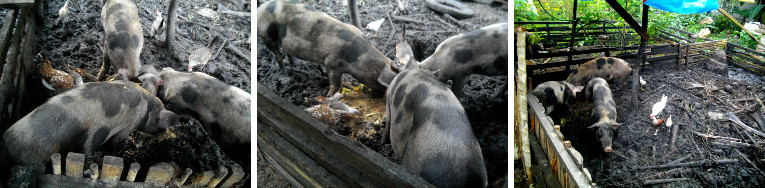 Images of three pigs together in a pen