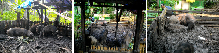 Images of male and female pigs together in pen