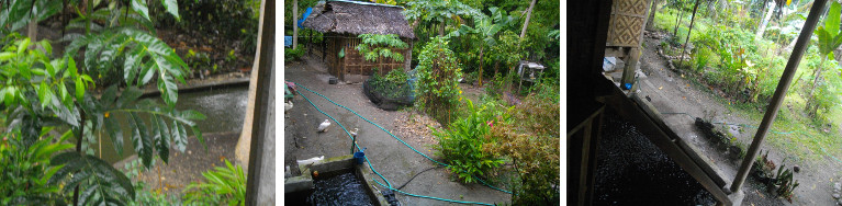 Images of rain in tropical garden